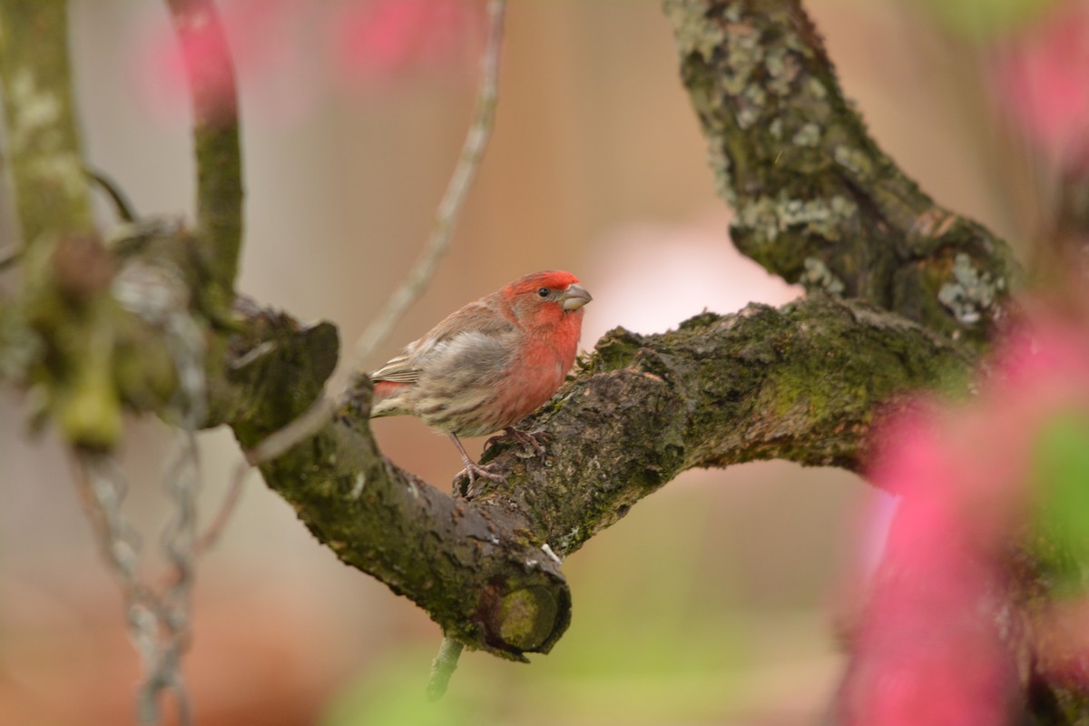 House Finch - ML644252499