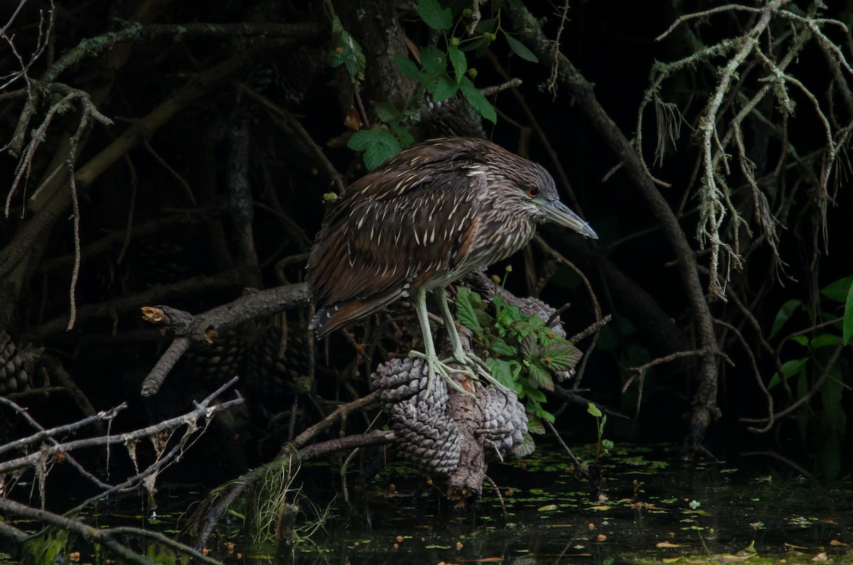 Black-crowned Night Heron - ML644252536