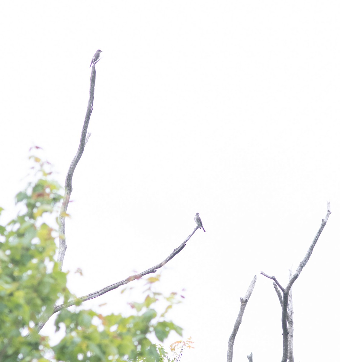 Olive-sided Flycatcher - ML644252542