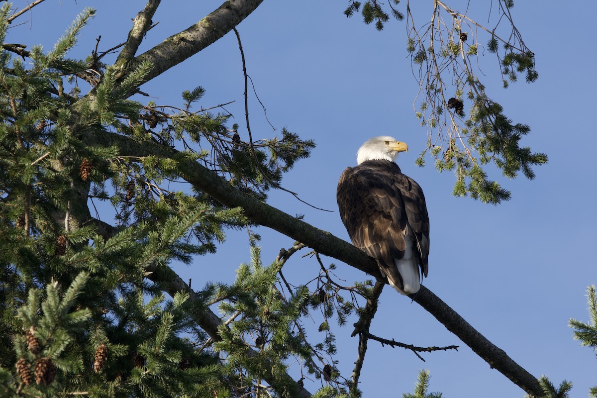 Bald Eagle - ML644252545