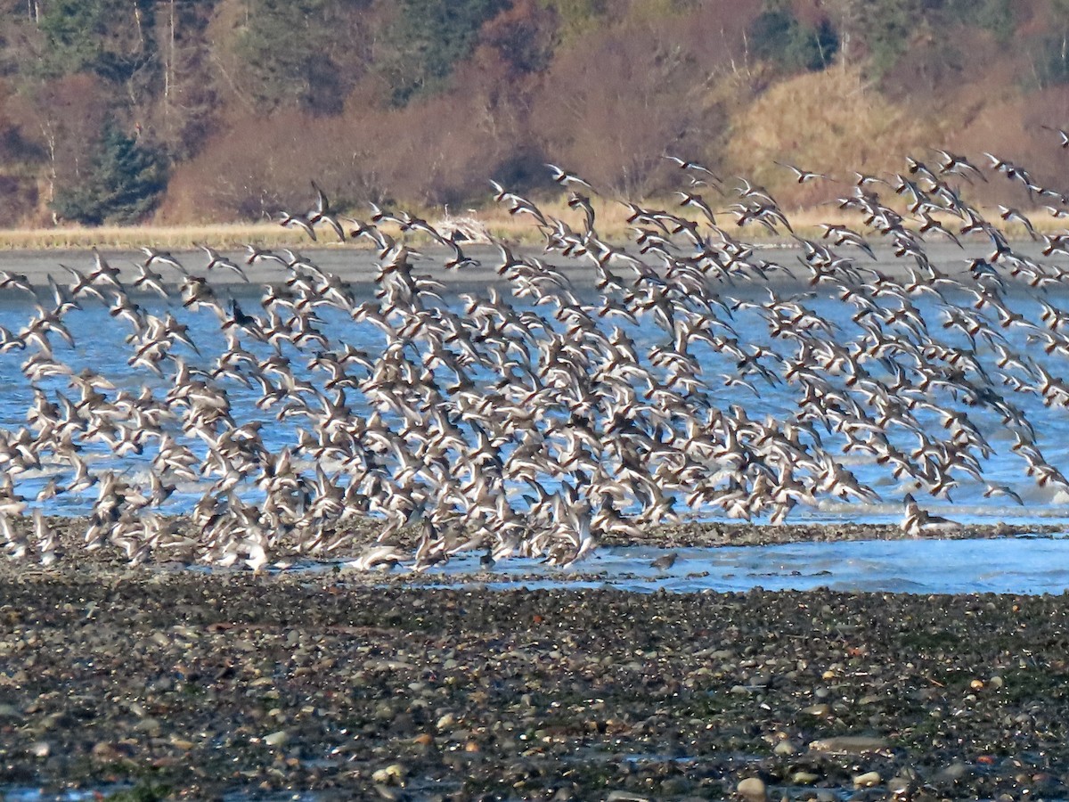 klippesnipe - ML644252551