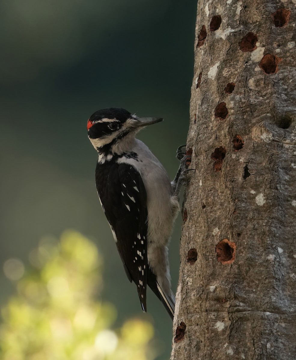 Hairy Woodpecker - ML644252558