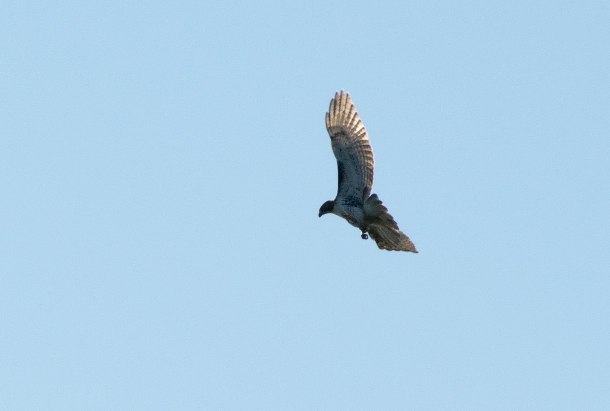 Red-tailed Hawk - ML644252563