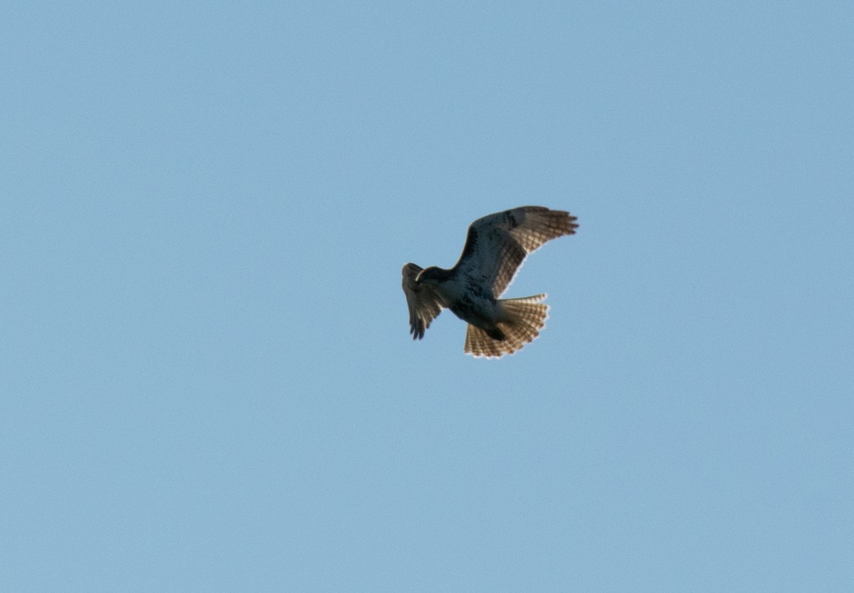 Red-tailed Hawk - ML644252566