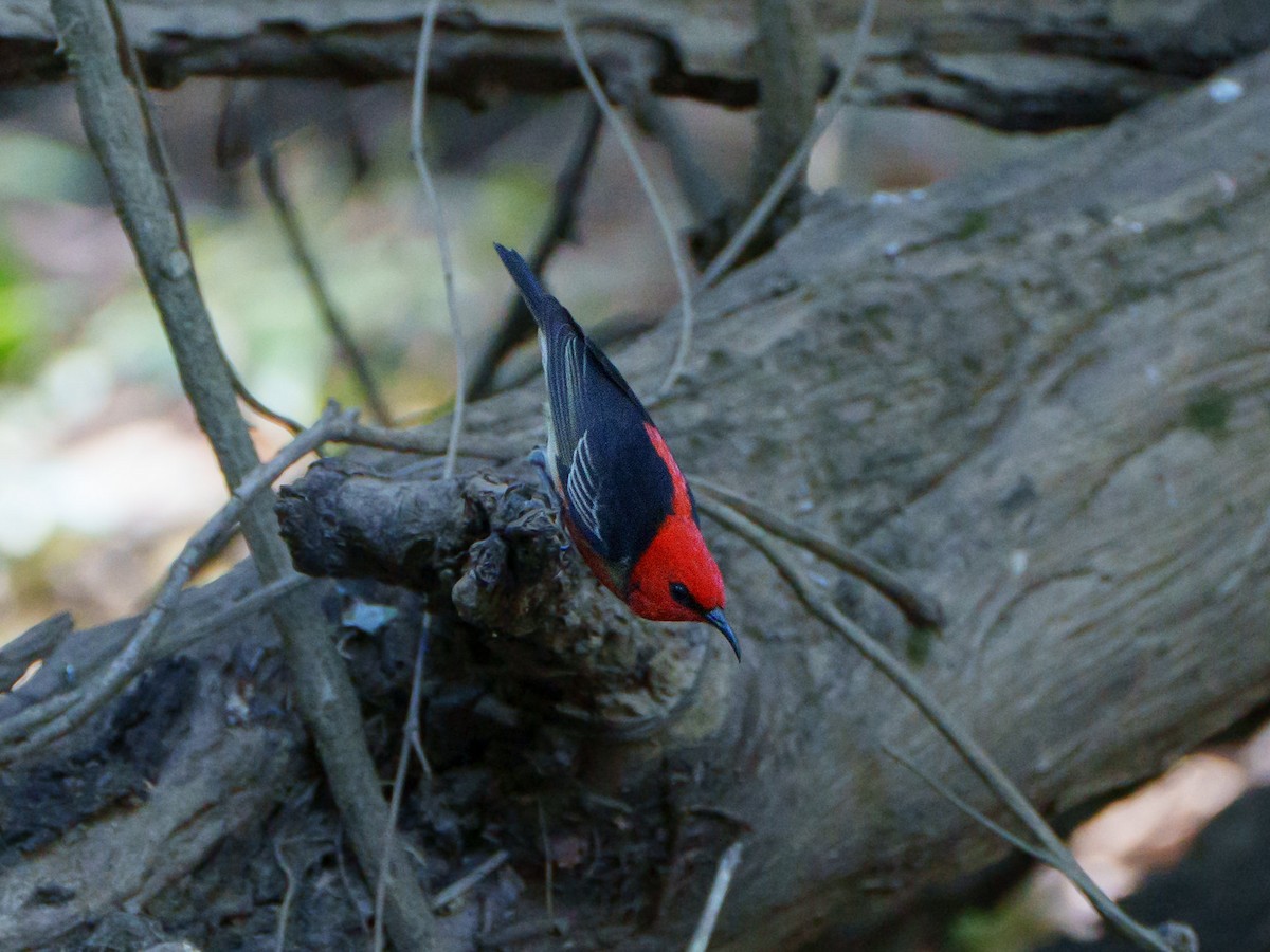 クレナイミツスイ - ML644252570