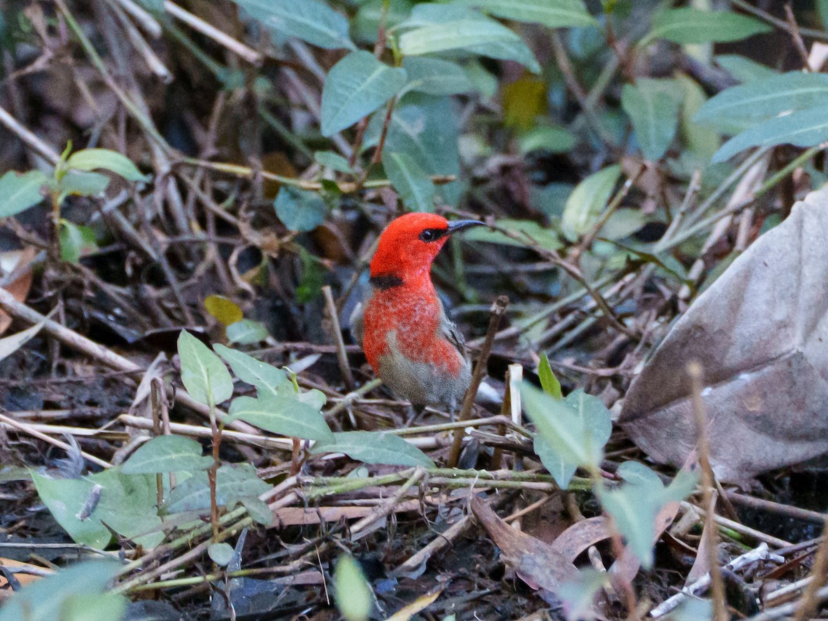 クレナイミツスイ - ML644252572