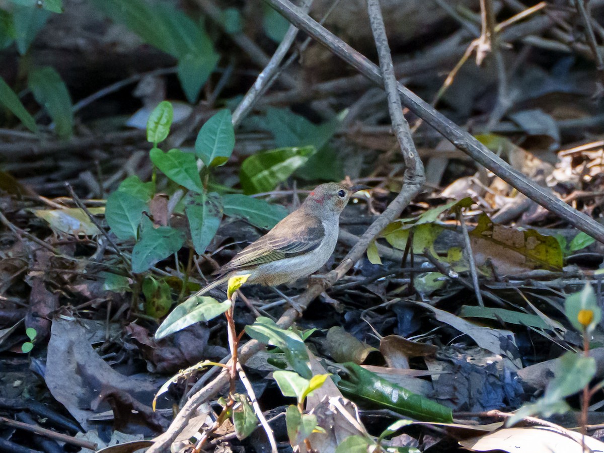 クレナイミツスイ - ML644252573