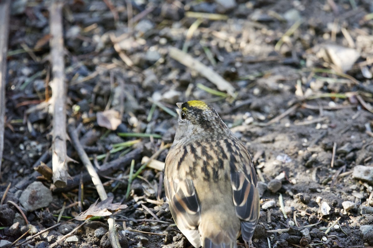 Golden-crowned Sparrow - ML644252614