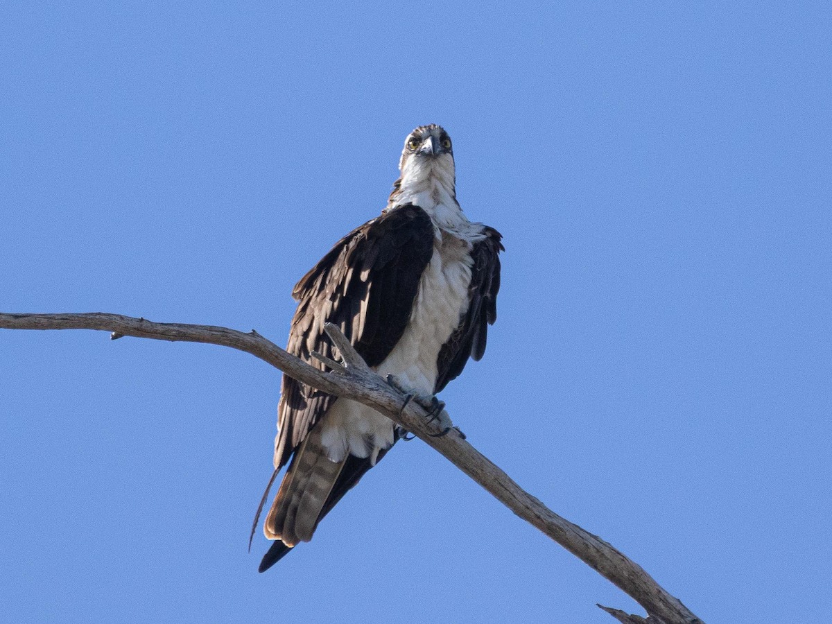 Osprey - ML644252625