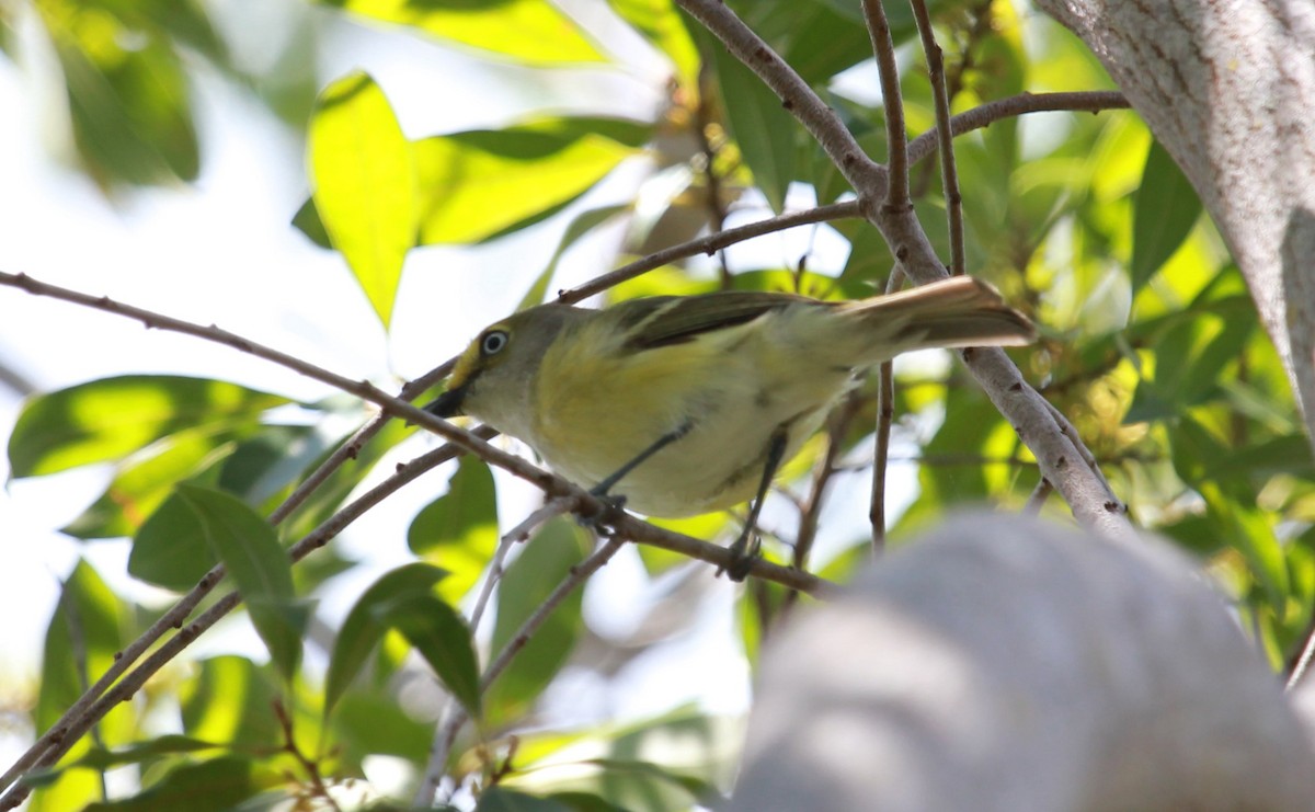 White-eyed Vireo - ML644252644