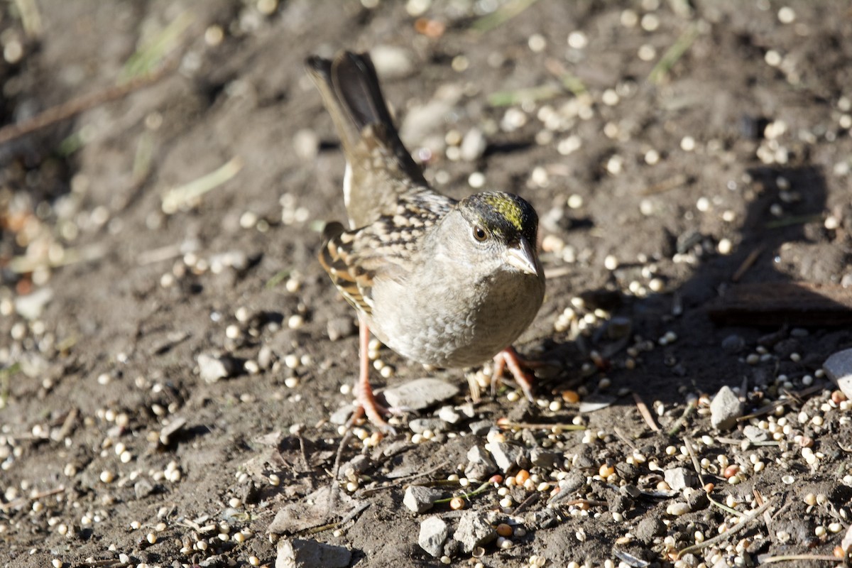 Golden-crowned Sparrow - ML644252646