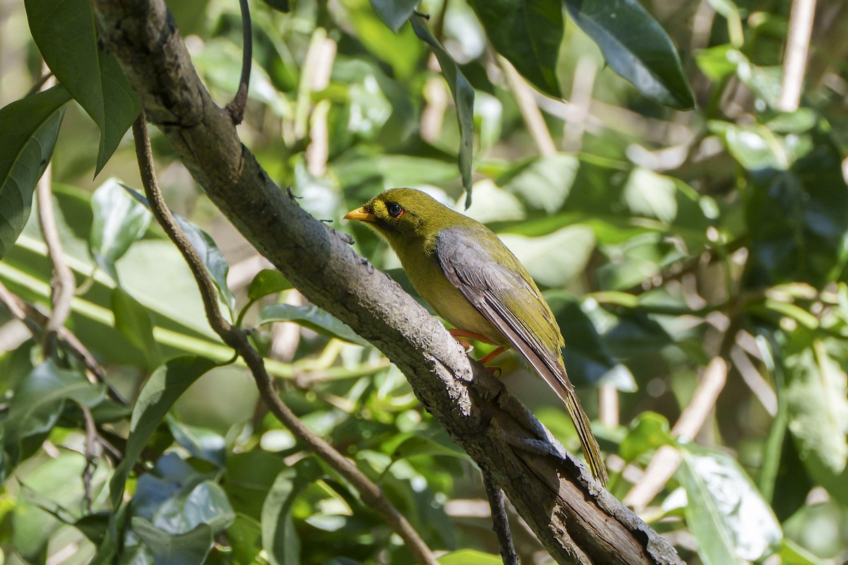 スズミツスイ - ML644252648