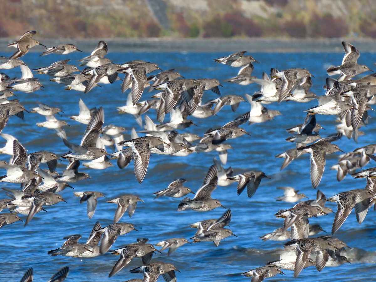 klippesnipe - ML644252649