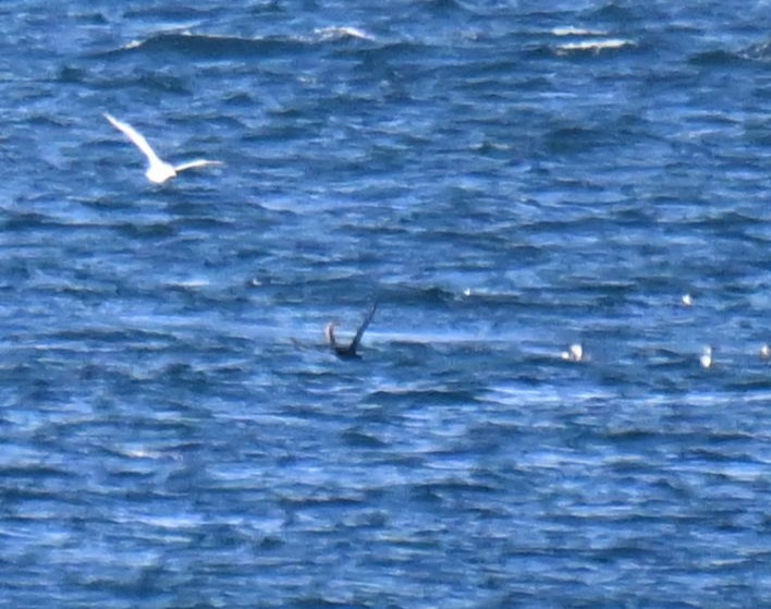 buřňák tenkozobý - ML644252654