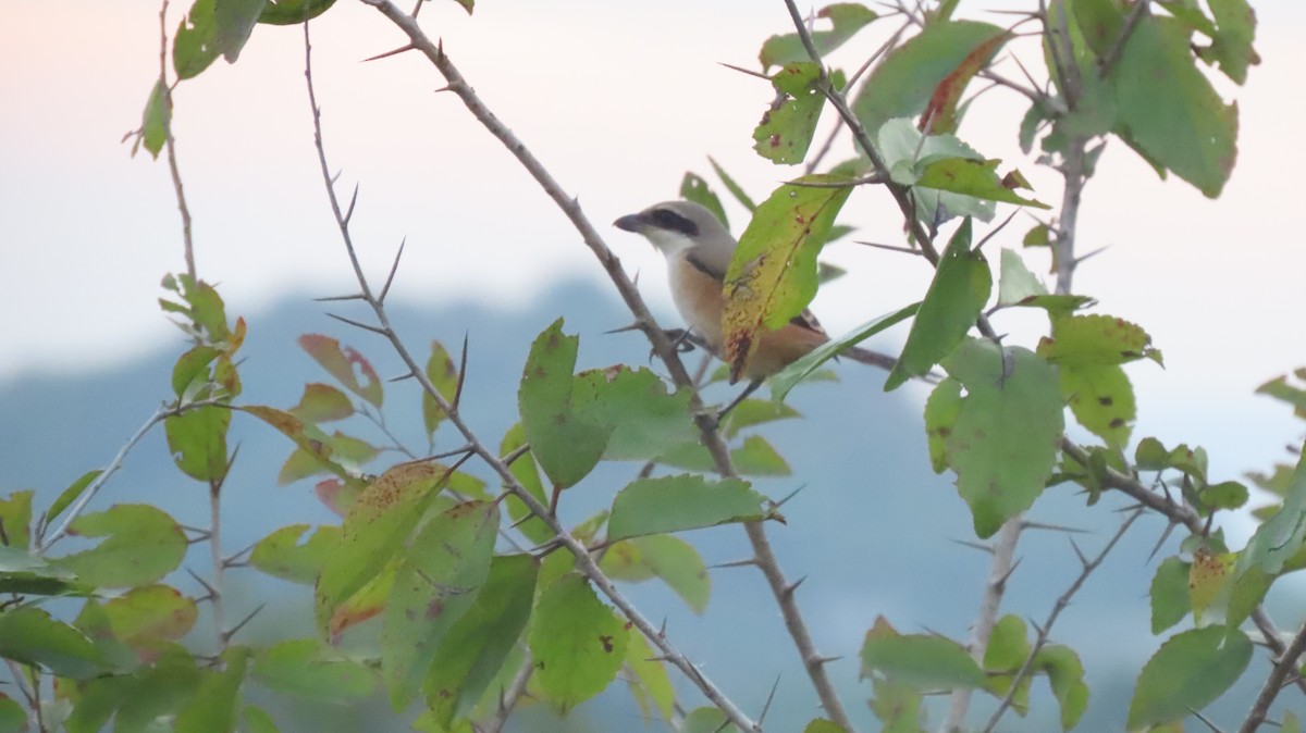 Alcaudón Schach - ML644252677