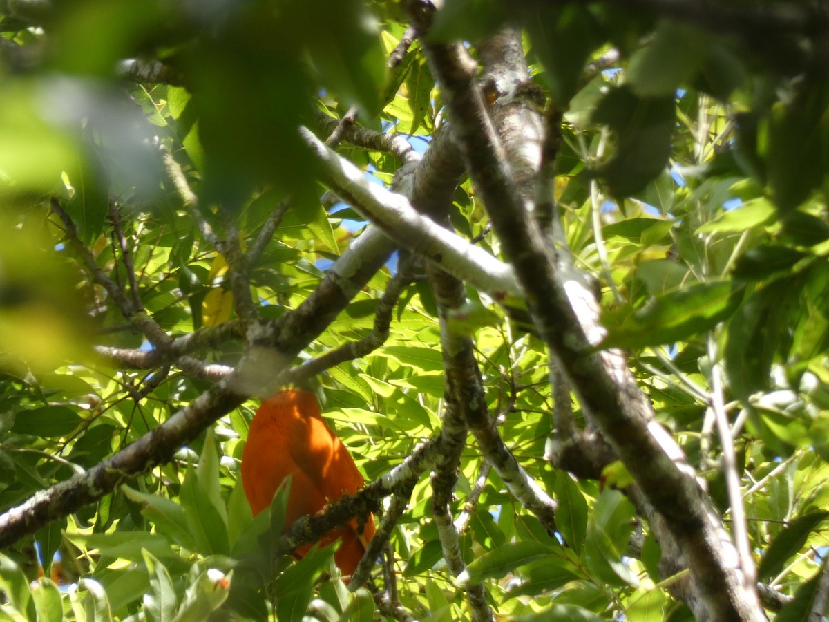 Orange Dove - ML644252678