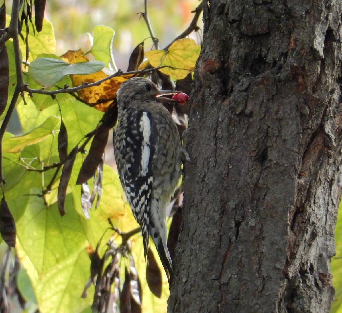 Yellow-bellied Sapsucker - ML644252681