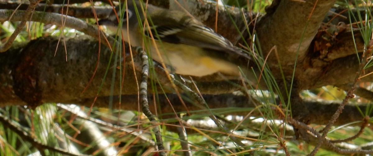 Blue-headed Vireo - ML644252687