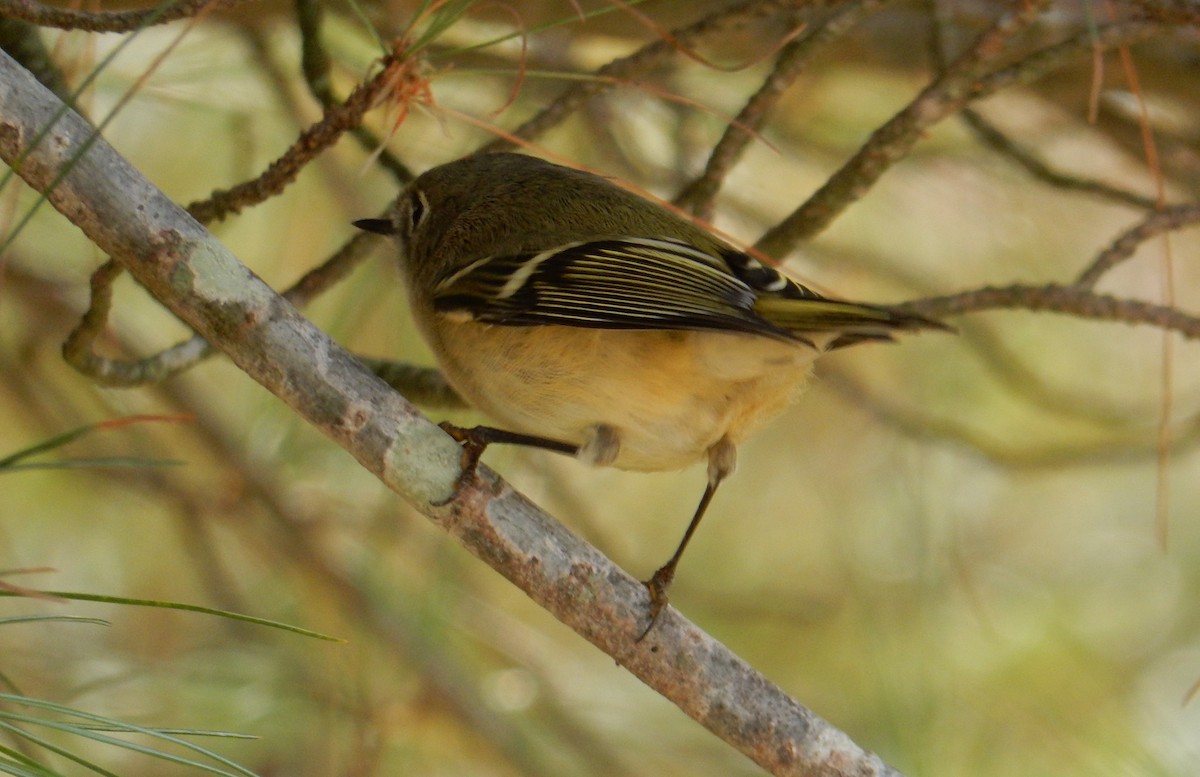Ruby-crowned Kinglet - ML644252696