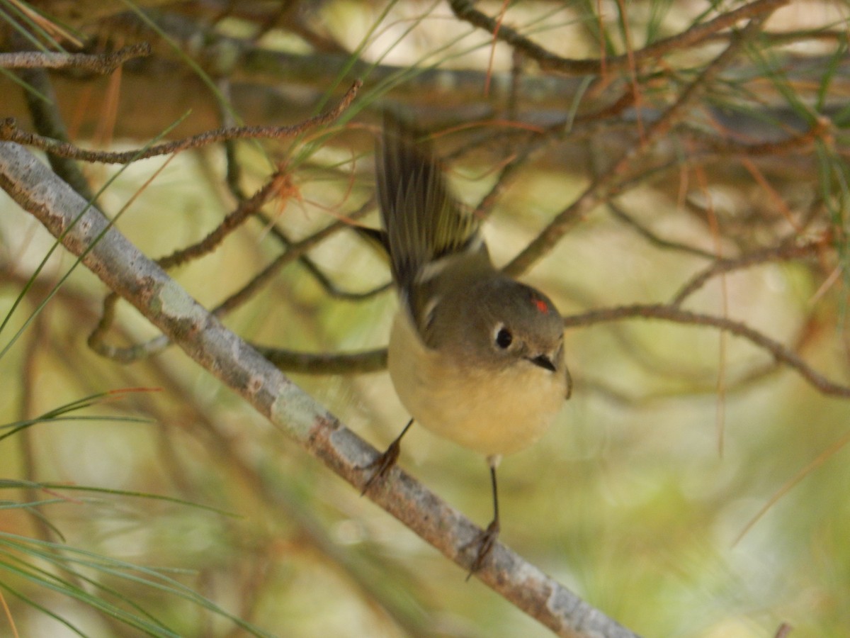 Ruby-crowned Kinglet - ML644252697