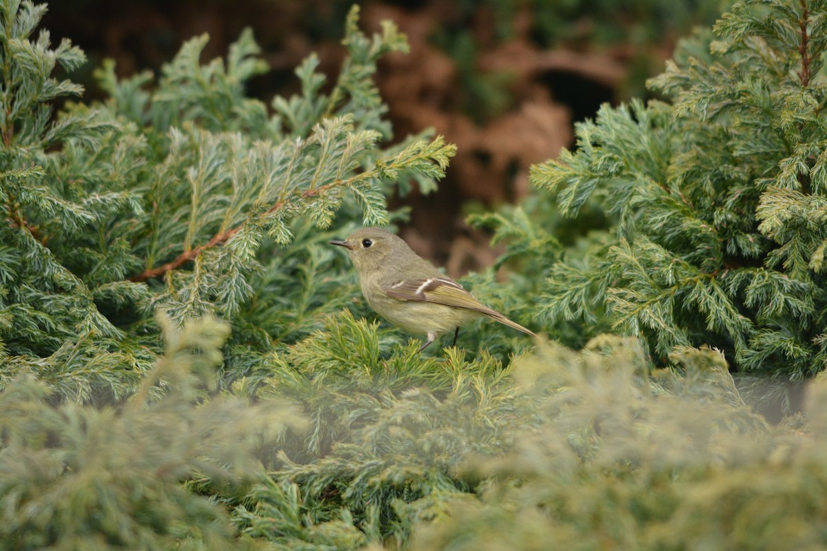 Ruby-crowned Kinglet - ML644252709