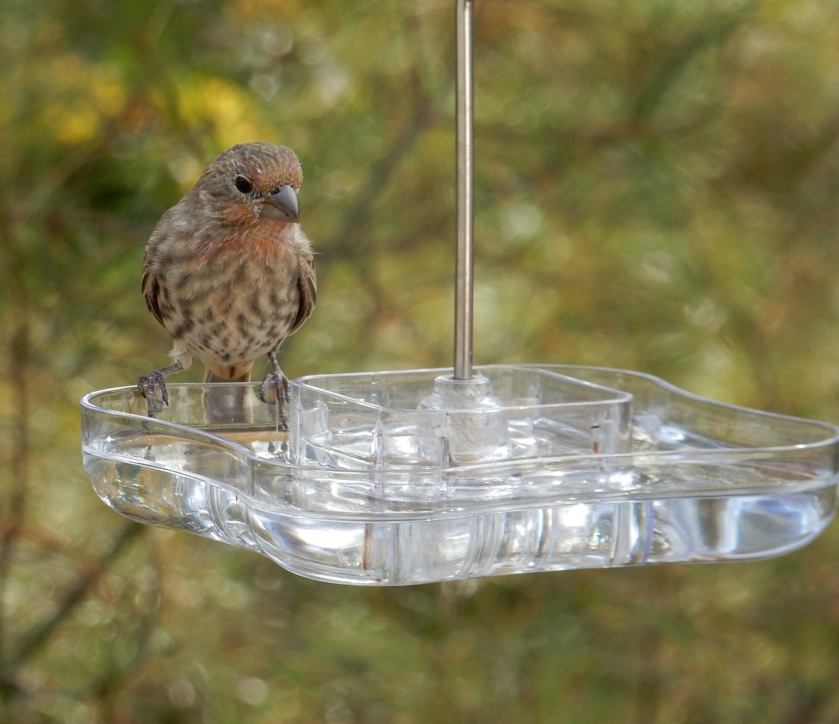 House Finch - ML644252720