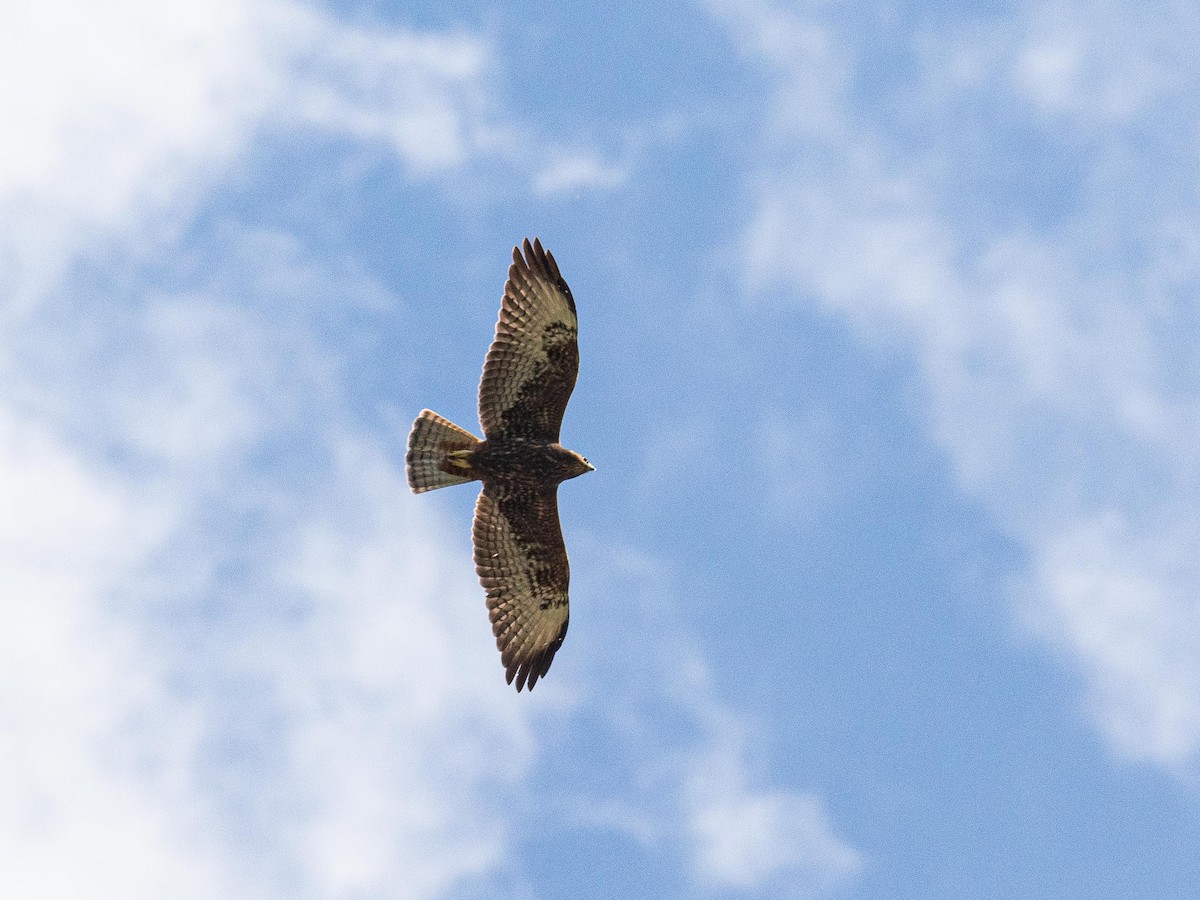 Short-tailed Hawk - ML644252722