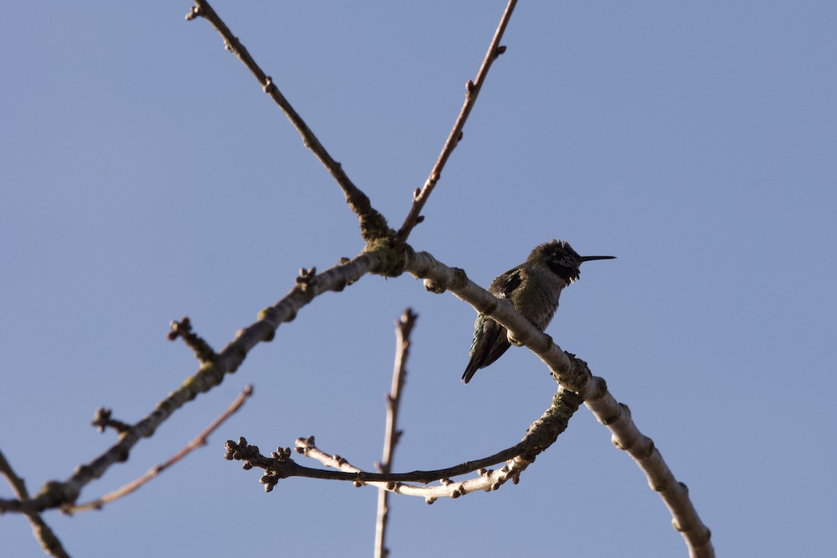 Anna's Hummingbird - ML644252730