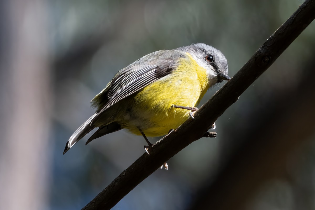 Королець жовтий - ML644252747