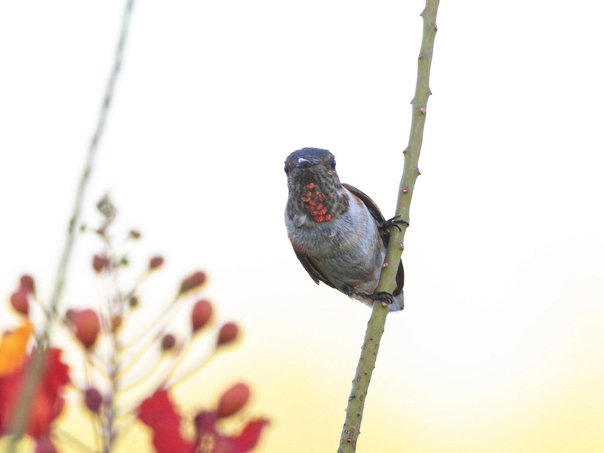 Rufous Hummingbird - ML644252756
