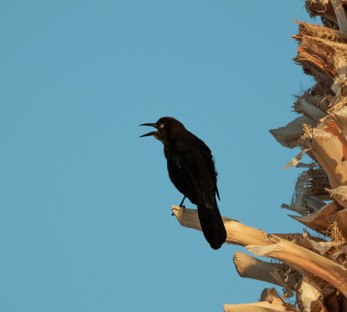 Great-tailed Grackle - ML644252758