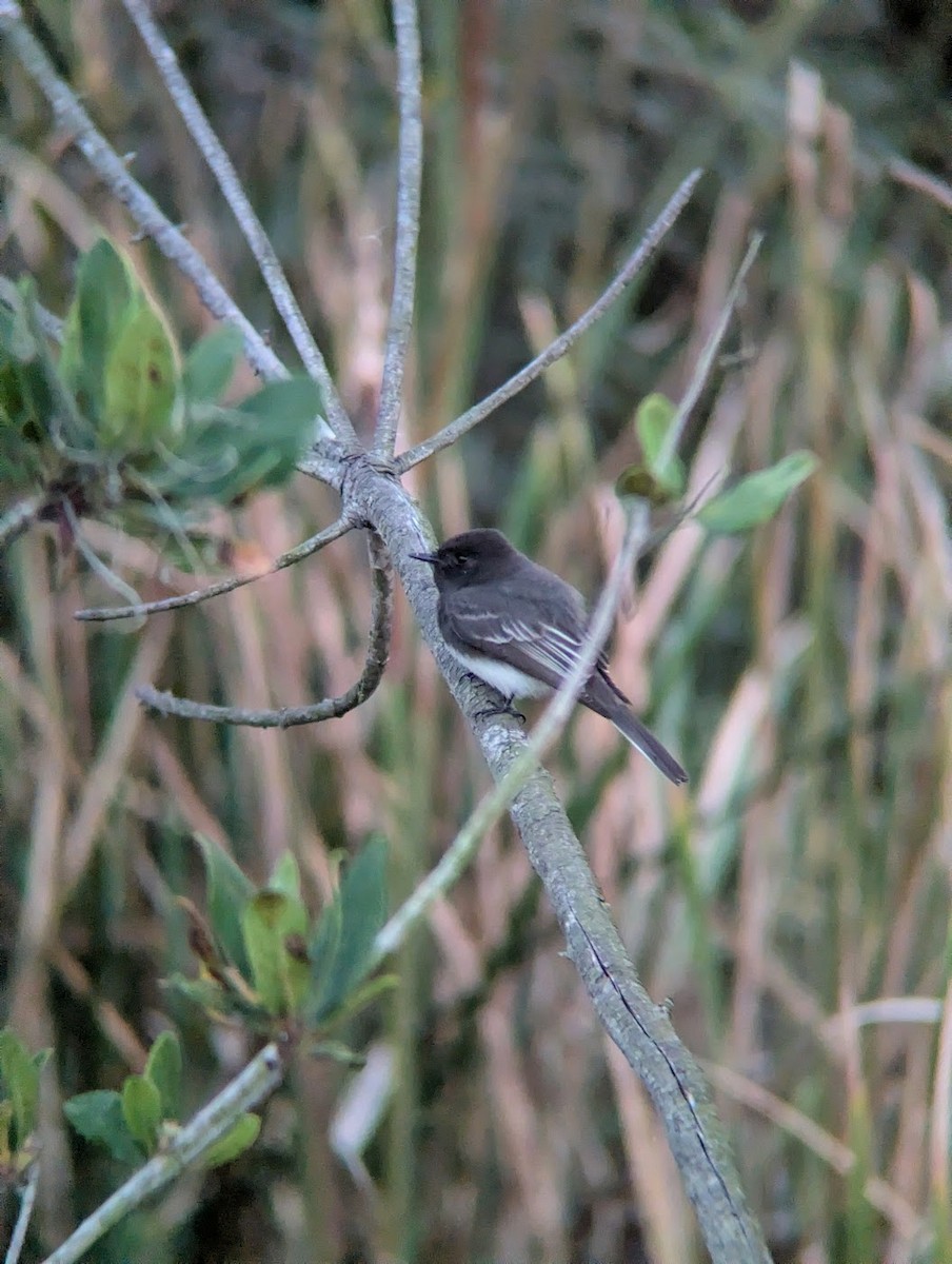 Black Phoebe - ML644252765