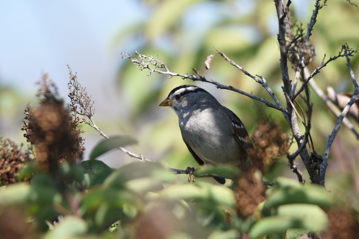 strnadec bělopásý - ML644252771