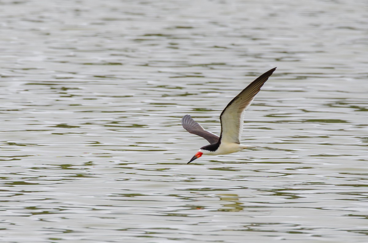 Bec-en-ciseaux noir - ML644252775