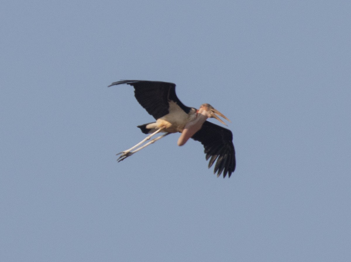 Marabou Stork - ML644252780