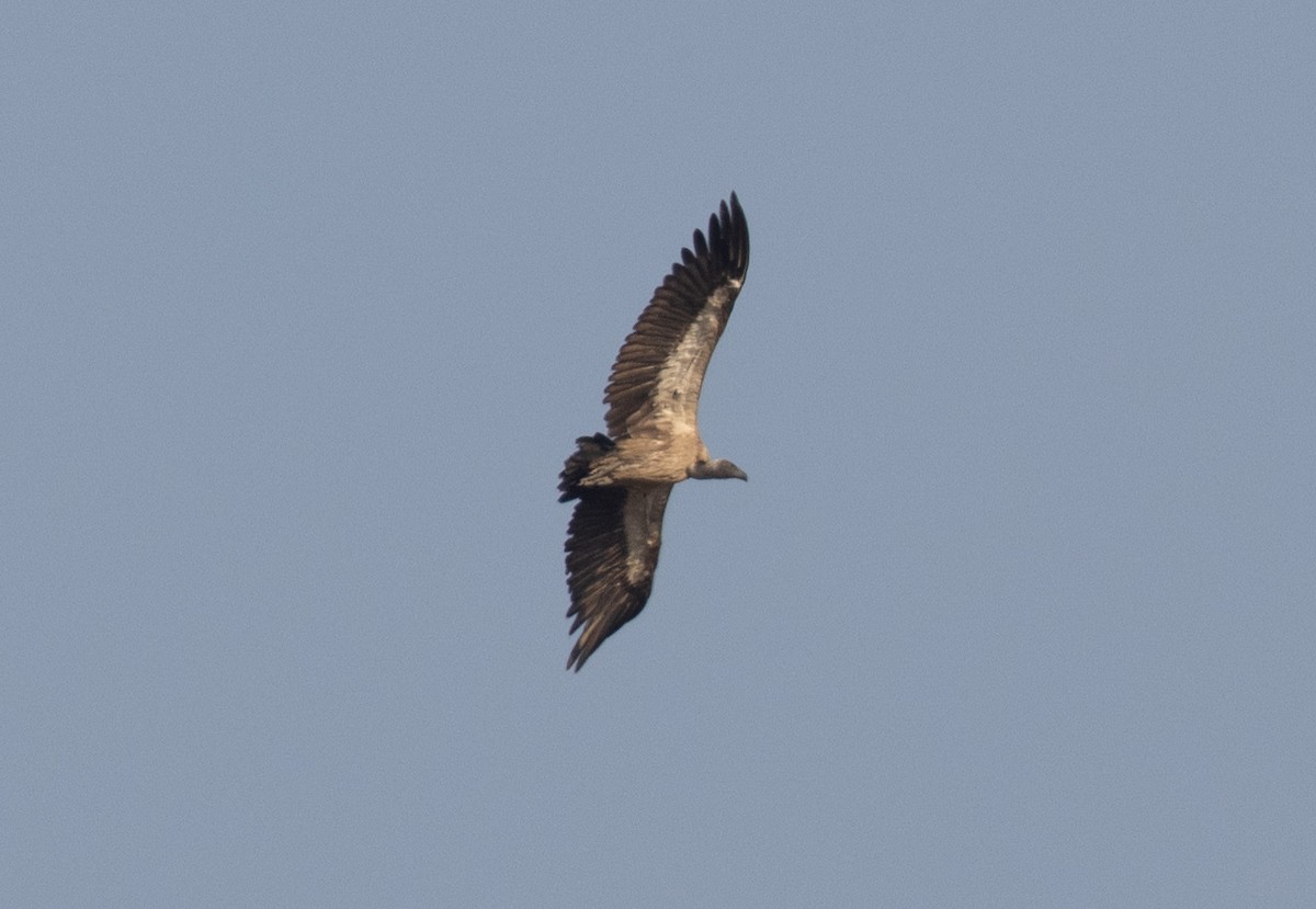 White-backed Vulture - ML644252781