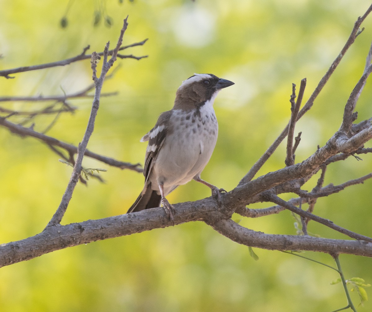 Weißbrauenweber - ML644252787