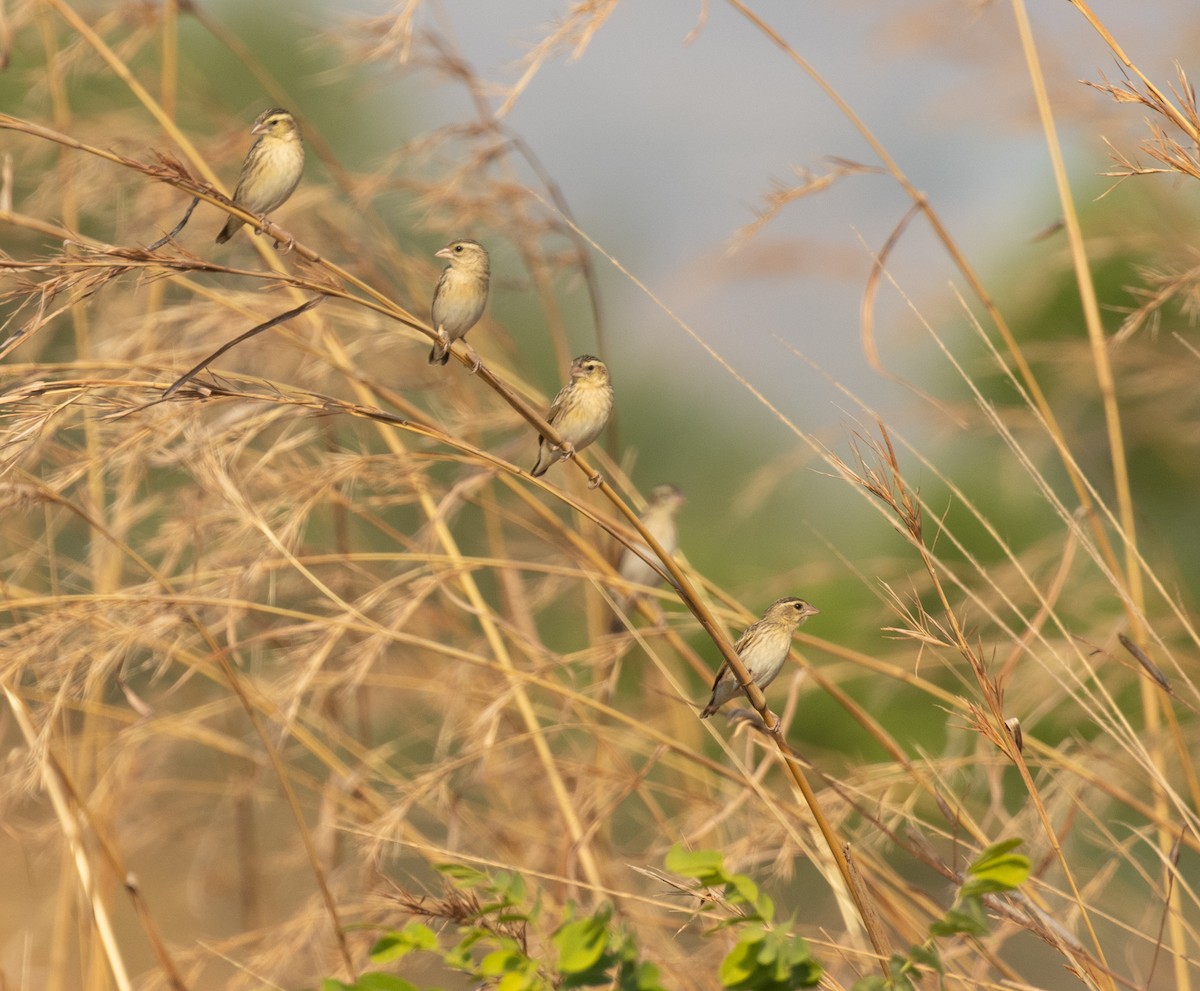 White-winged Widowbird - ML644252792