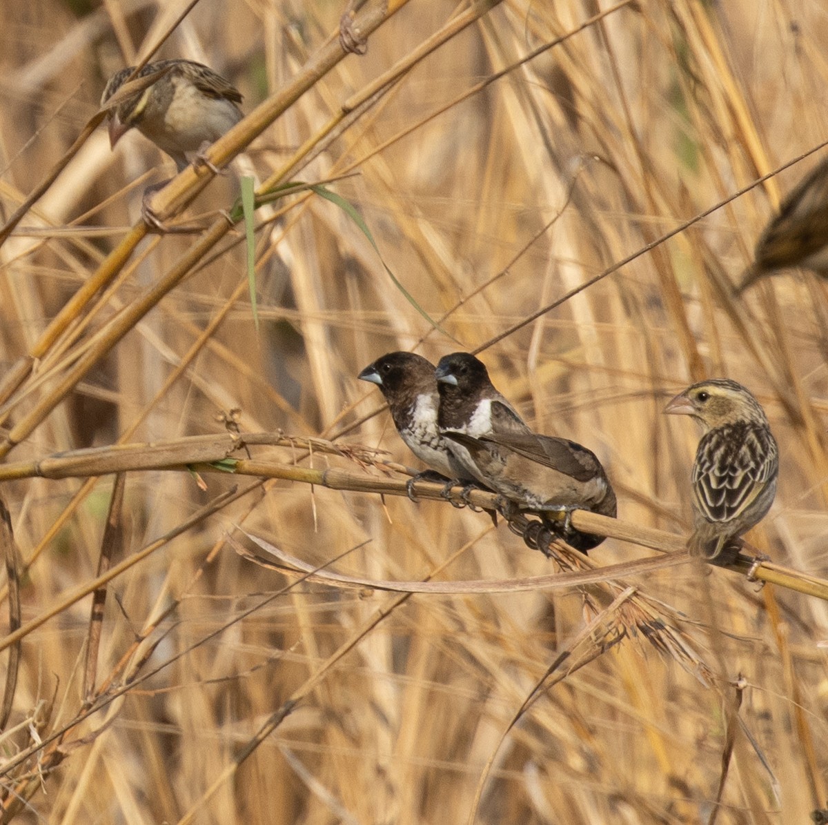 Bronze Mannikin - ML644252794