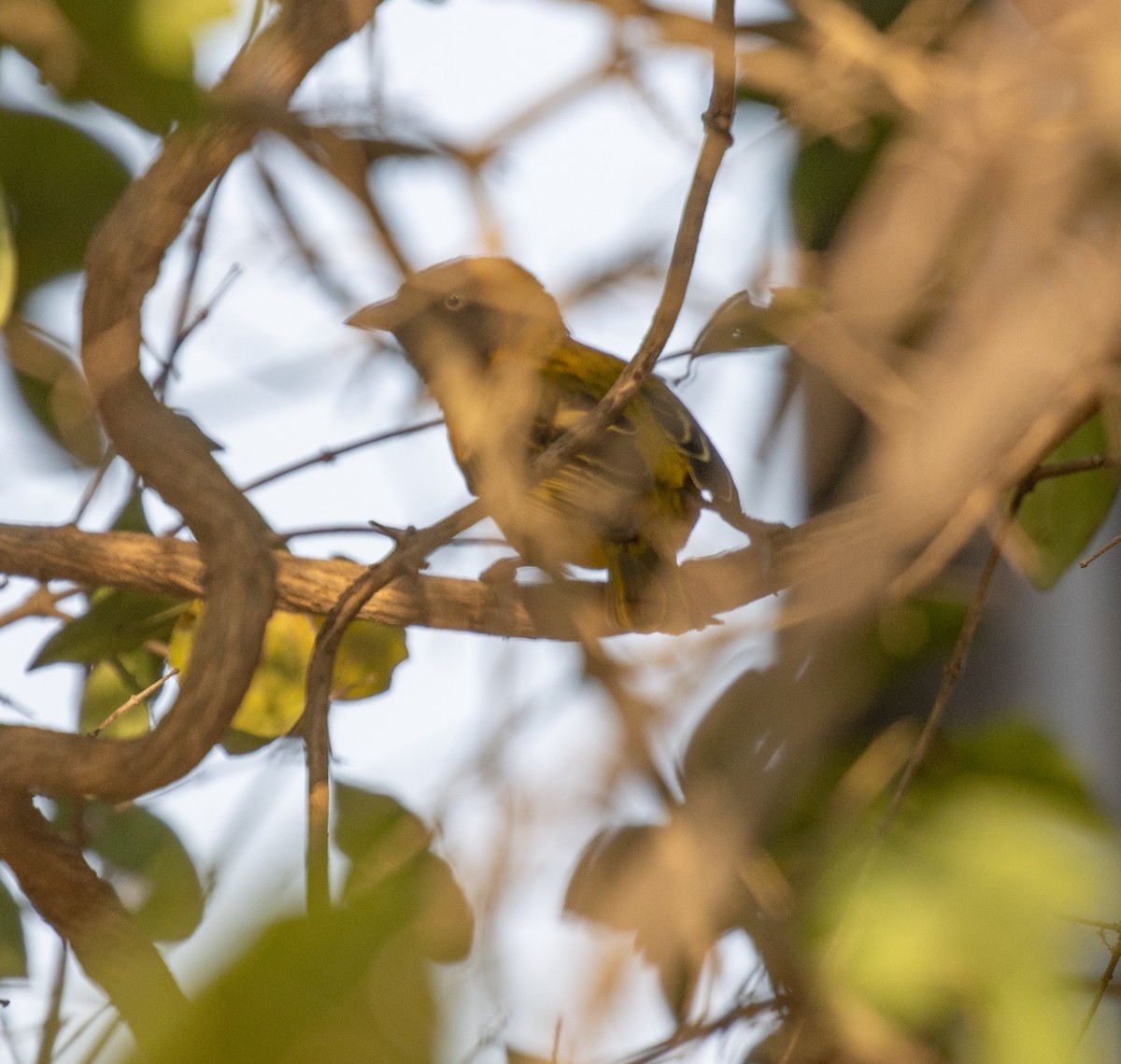 Lesser Masked-Weaver - ML644252813