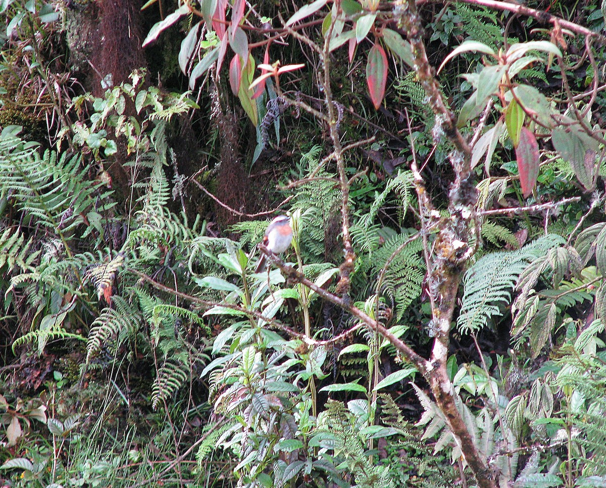 Rufous-breasted Chat-Tyrant - ML644252816