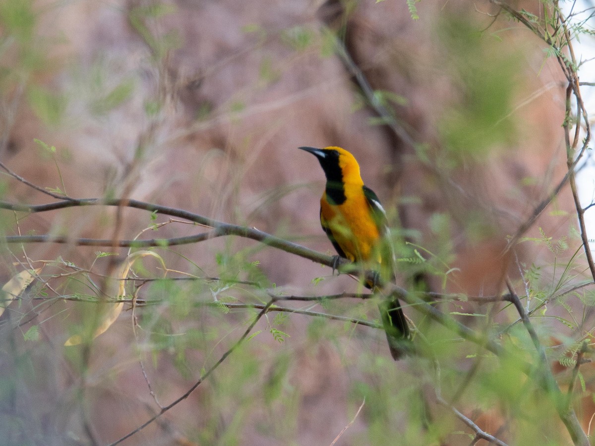 Hooded Oriole - ML644252824