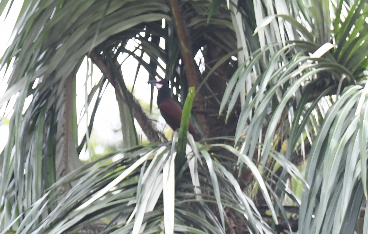 Baudo Oropendola - ML644252844