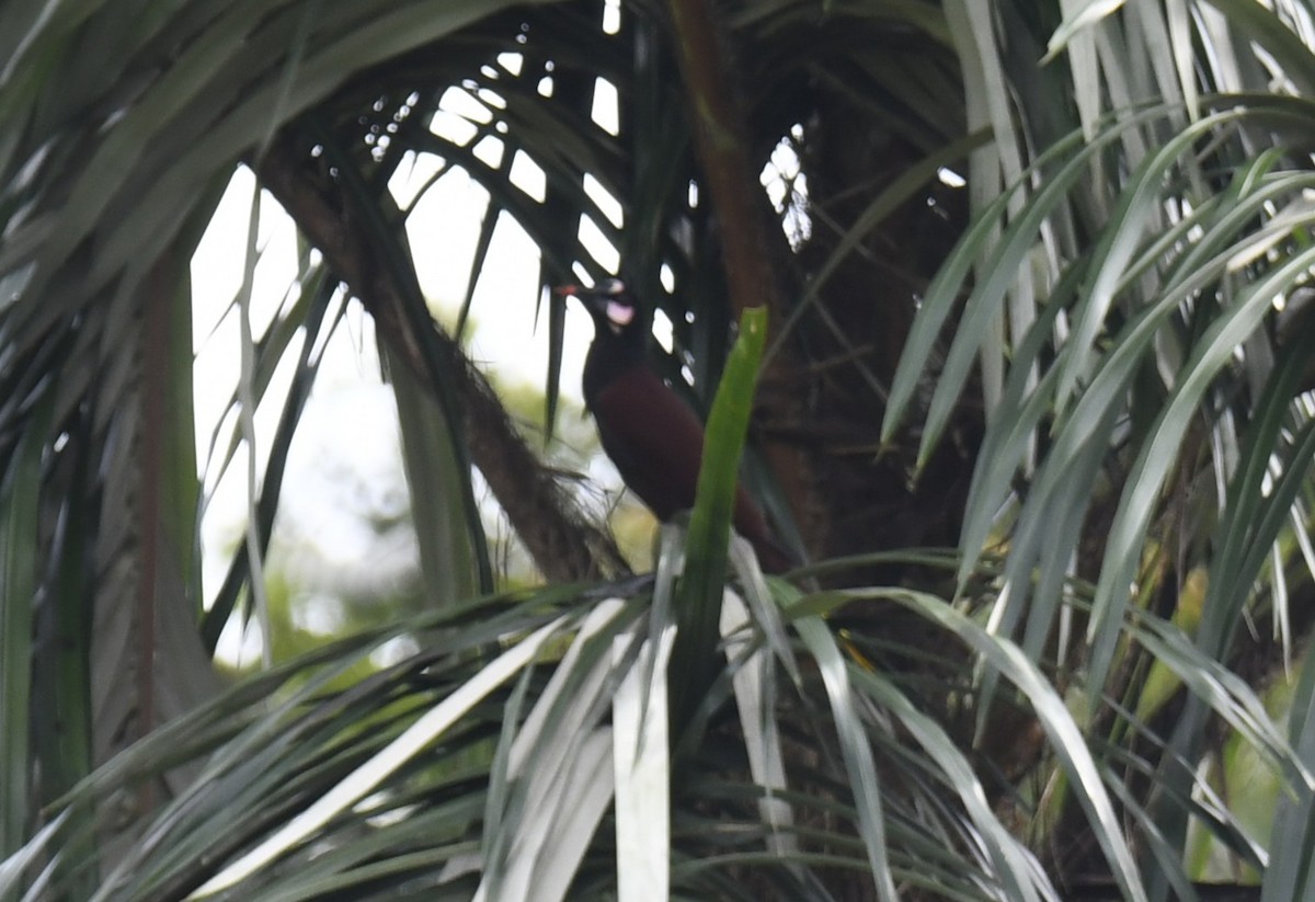 Baudo Oropendola - ML644252845