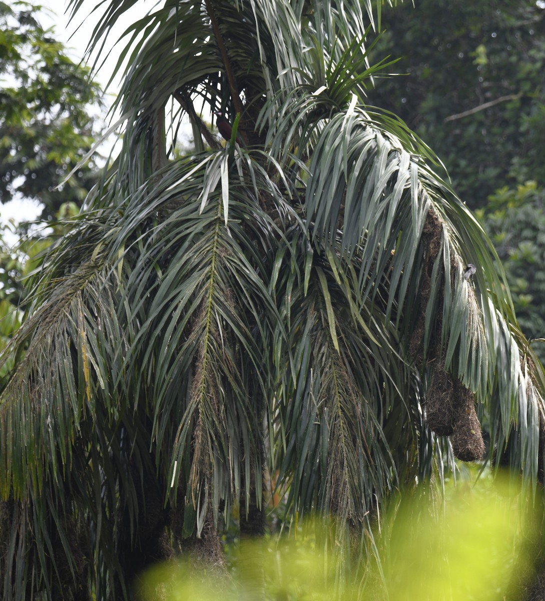 Baudo Oropendola - ML644252848