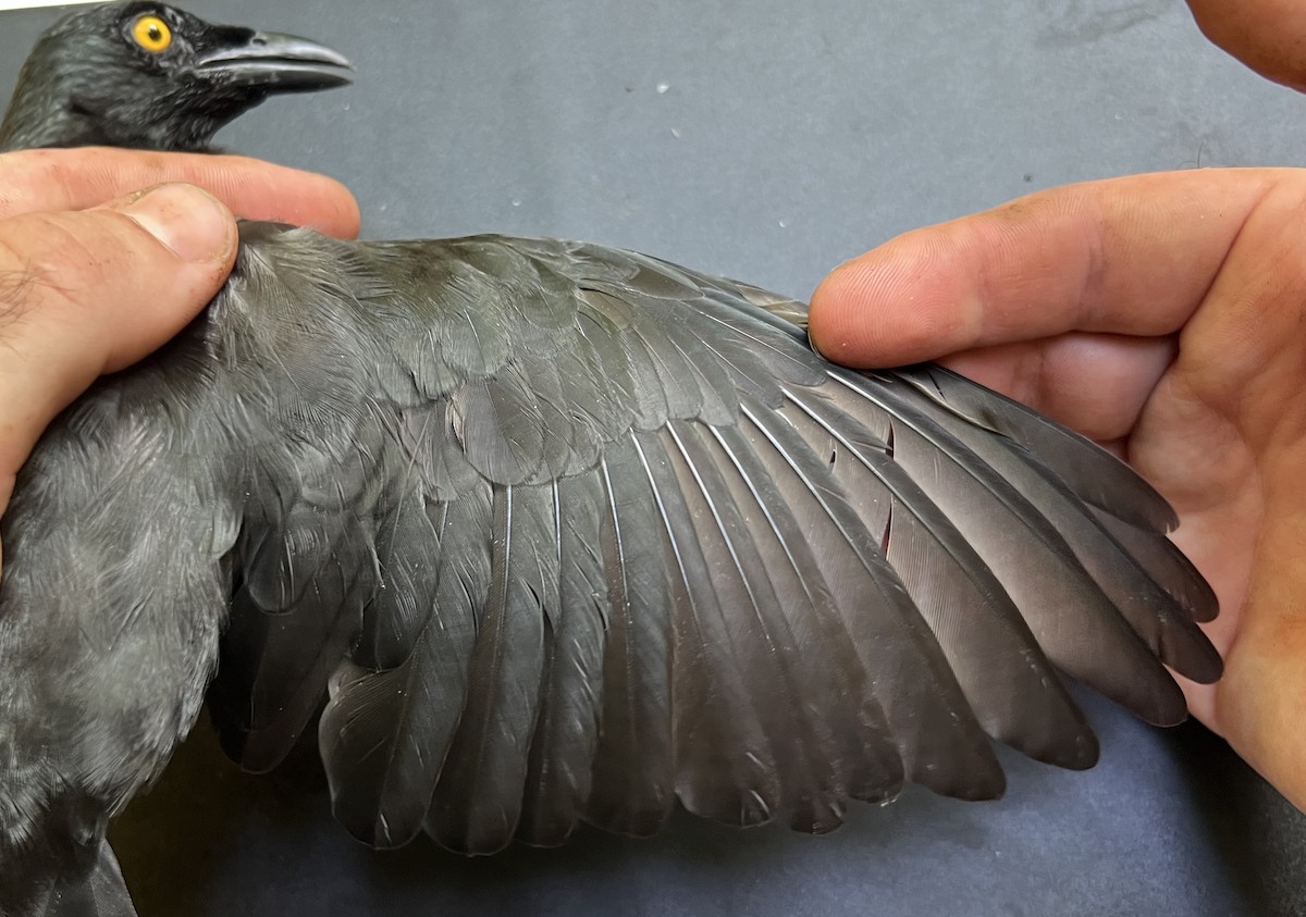 Micronesian Starling - ML644252854