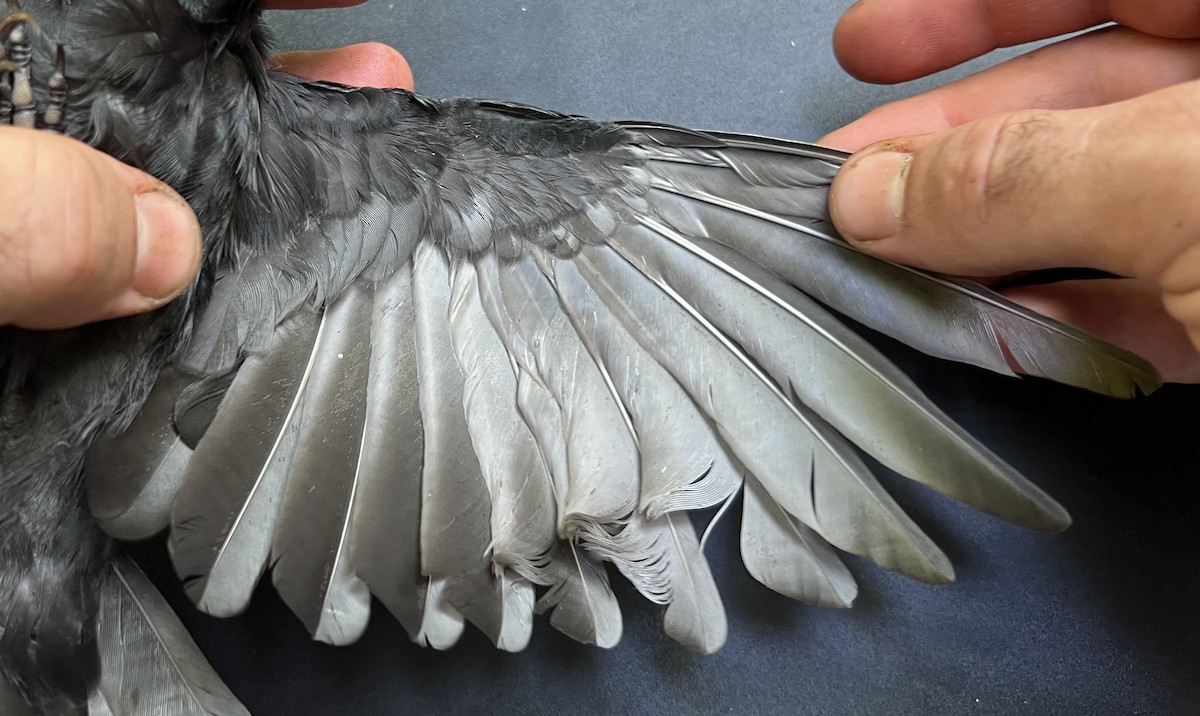 Micronesian Starling - ML644252855