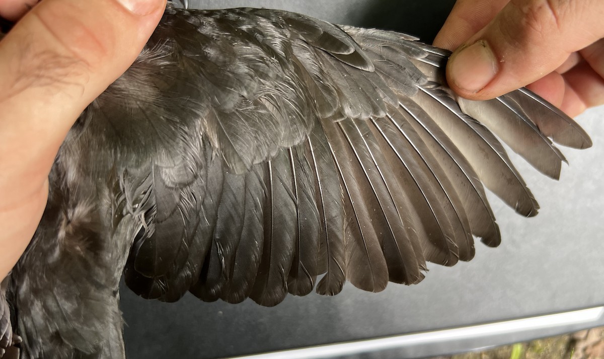 Micronesian Starling - ML644252856