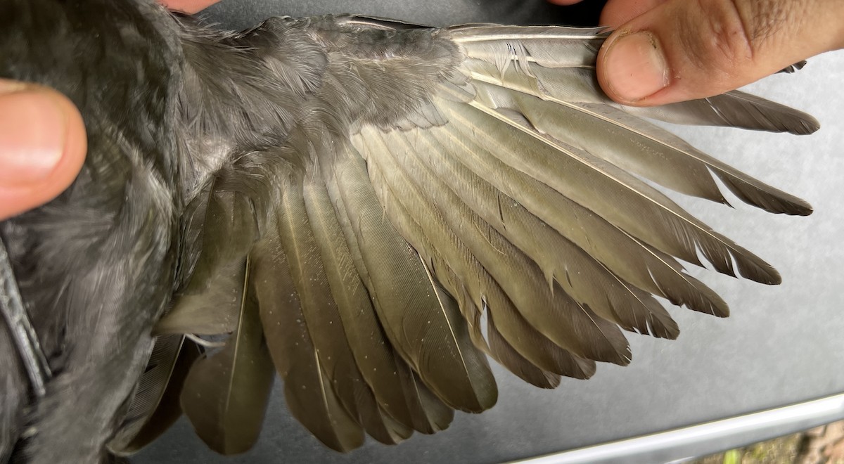 Micronesian Starling - ML644252858