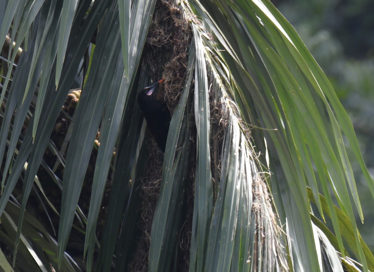 Baudo Oropendola - ML644252862